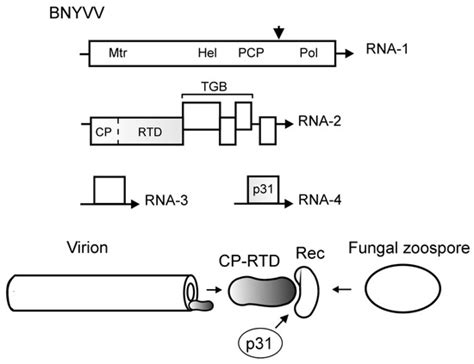 Enhancing Capsid Proteins Capacity in Plant Virus-Vector Interactions ...
