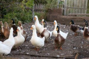 What Is A Group Of Ducks Called? - Online Field Guide