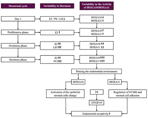 HOXA10 and HOXA11 in Human Endometrial Benign Disorders: Unraveling ...