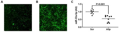 Pathophysiology | Topical Collection : Feature Papers in Pathophysiology