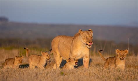 Lion Cubs: 12 Interesting Facts | Kariega Game Reserve