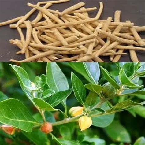 गठिया रोग की आयुर्वेदिक दवा : गठिया के दर्द और सूजन से राहत पाने के लिए ...