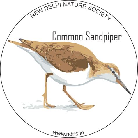 COMMON SANDPIPER (sticker) - New Delhi Nature Society