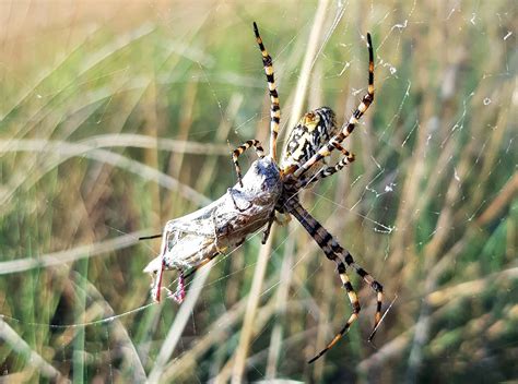 Banded Garden Spider – Ausemade