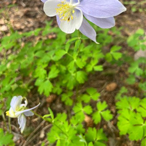 Rainbow Lakes Campground | Nederland, Colorado