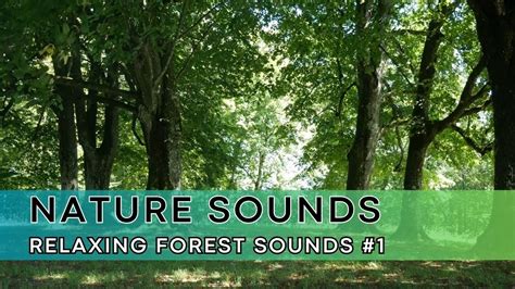 Image result for Relaxing Tree Sounds