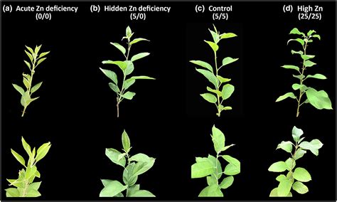 Zinc Deficiency In Plants Signs And Symptoms at Richard Armes blog