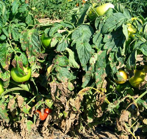 Early blight on tomatoes | Long Island Vegetable Health