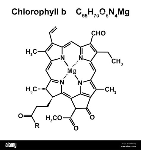 Chlorophyll b chemical structure, illustration Stock Photo - Alamy