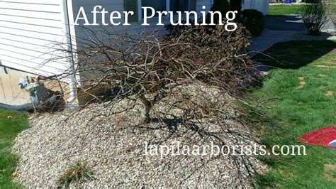 Image result for Pruning Japanese Maple Tree