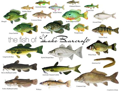 some lake water fish chart | Fish chart, Types of fish, Fish