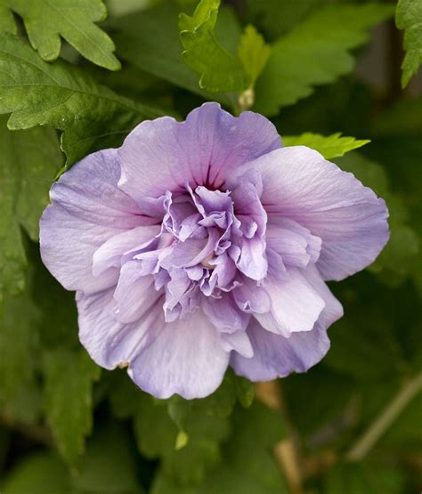 How to Plant and Grow Rose of Sharon