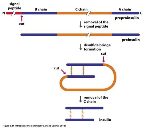 Image result for Post-Translational Modification of Insulin