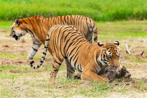 Tiger Eating Prey Tiger Eating Stock Image. Image Of Jungle, Carnivore