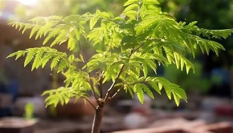 10 DIY Ways To use Neem for Skin and Hair - lifeberrys.com