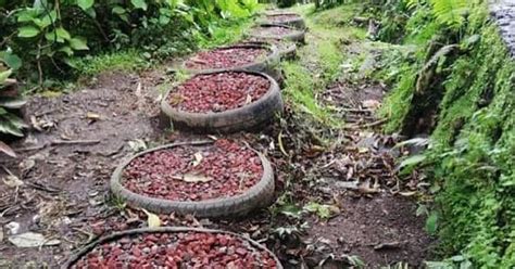 POSADA MONSERRAT - SANTUARIO DE AVES (Cascajal) - Inn Reviews & Photos ...