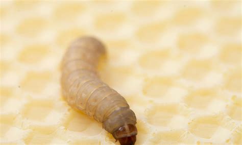 Waxworms In Fridge at Eldon Berthold blog