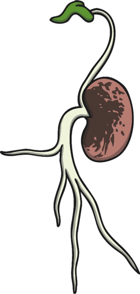 Care este ciclul de viață al plantelor? - Teaching Wiki