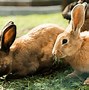 Image result for Different Types of Wild Rabbits