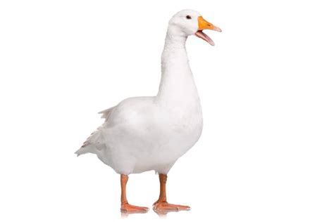 Python vs Goose 的图像结果