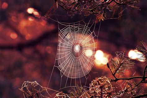 Photography Spider Web HD Wallpaper | Background Image | 2560x1707
