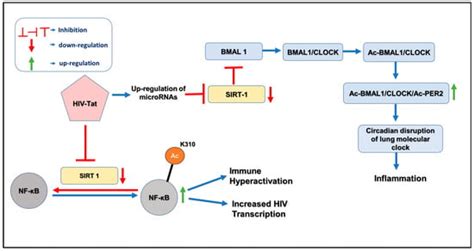 Circadian-Coupled Genes Expression and Regulation in HIV-Associated ...