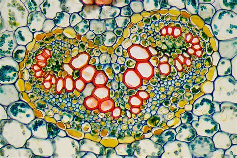 Image result for ToupView Tutorial