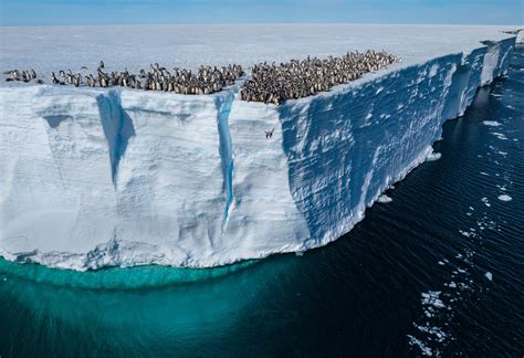 Why Penguin Are Walls Built In The Ocean The Wallace Line Explained