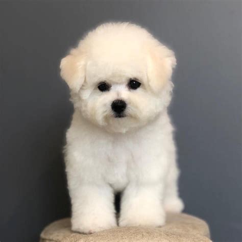 Bichon Frise Puppies for sale in Delhi NCR | India | Dav Pet Lovers
