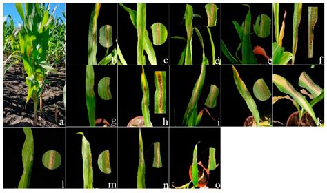 Fusarium Species Associated with Maize Leaf Blight in Heilongjiang ...