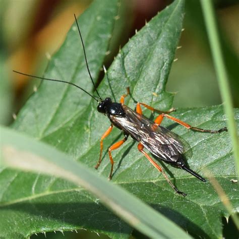 Pimpla Rufipes Do They Sting