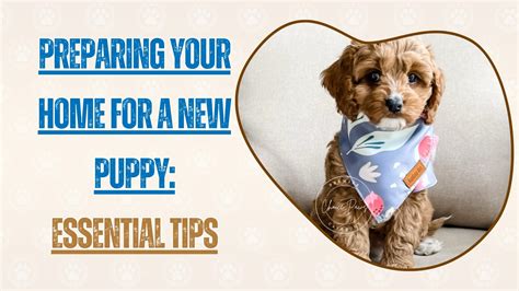 Puppy Proofing Guide: Prepare Your Home for a New Puppy