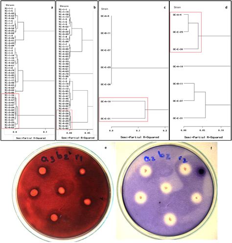 Isolation and Identification of Bacteria of Genus Bacillus from ...