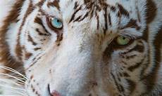 Animals Wallpapers Cool Animals by Animal Wallpapers Cool Pets Free Wallpapers Animals Wallpapers Cool Animals