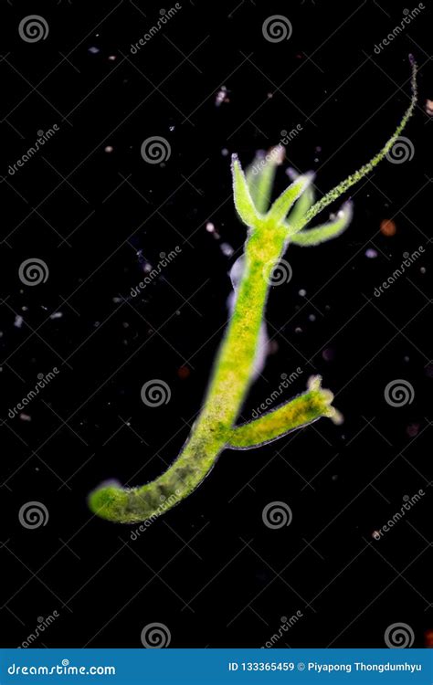Phylum Cnidaria Hydra