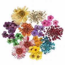 fiori secchi on line fiori secchi on line fiori secchi fiori secchi fiori secchi on line fiori secchi on line fiori secchi fiori secchi