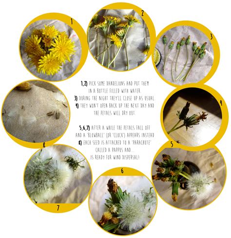 Miss Lucy's Teaching Fun: The Life Cycle of a Dandelion