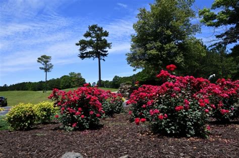 Golf Course 的图像结果