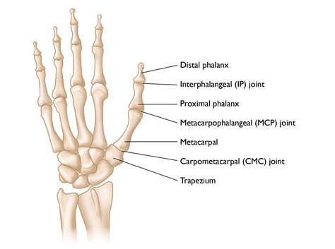 Proximal Phalanx Fracture Splint