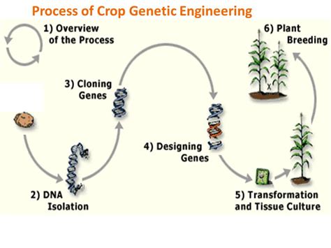 Genetic Engineering Process 的图像结果