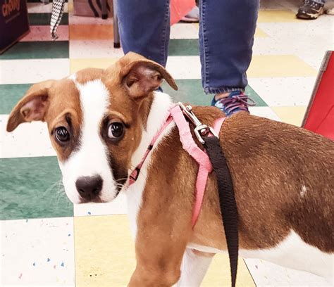 Dog for Adoption - The Grease Cast Cha-Cha, a Border Collie in ...