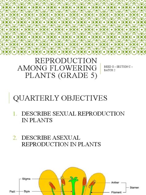 Image result for Vegetative Reproduction Class 5 Activity