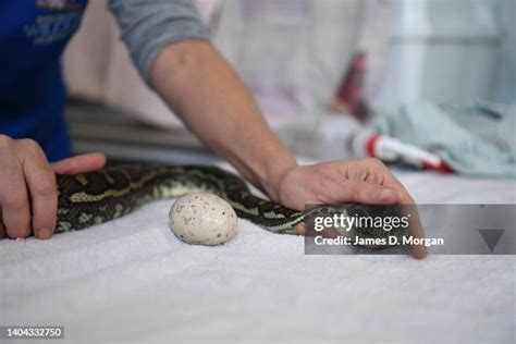 Image result for Python Snake Endoscopy