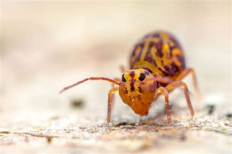 Image result for Springtails Identification