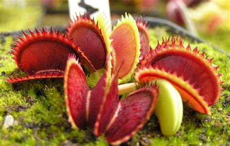 Liste des plantes disponibles, collection J. Ph. ROSELLO