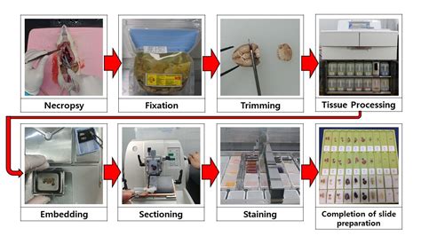 Tissue Processing Procedure 的图像结果