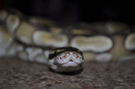 Image result for Python Royal De Face Image