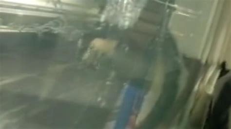 Viral Video: ಔಷಧಿ ಘಟಕಕ್ಕೆ ನುಗ್ಗಿದ ಚಿರತೆ | leopard strayed into the ...