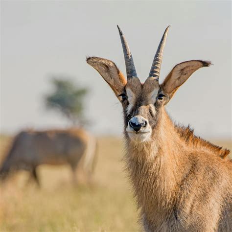 South African Antelope Species