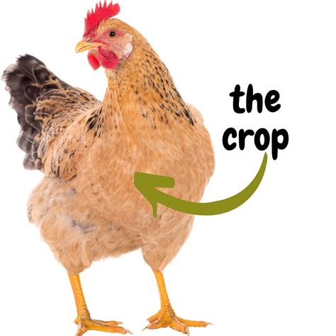 Treating Sour Crop in Chickens (Easy & Quick) - The Peasant's Daughter